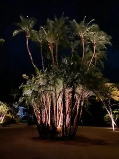 The Oasis — photo 69